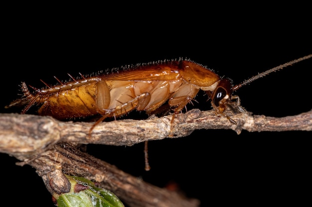 Barata de madeira adulta da família Ectobiidae