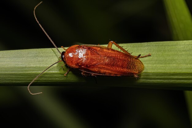 Barata de madeira adulta