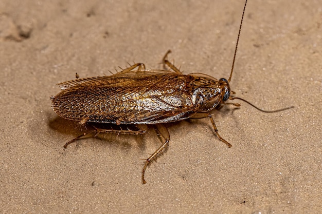 Barata de madeira adulta