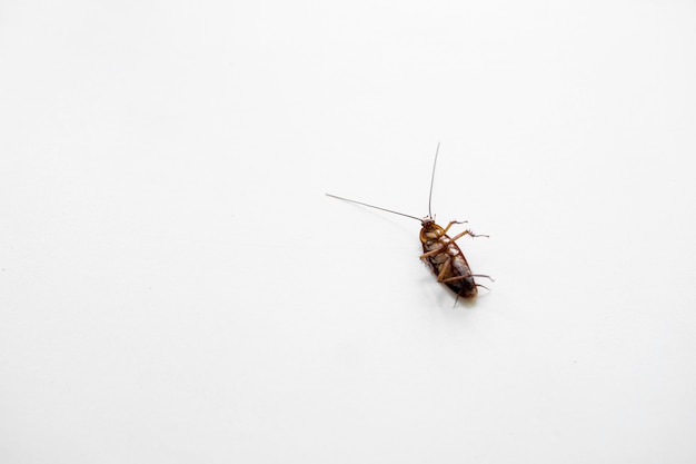 Barata em uma mesa de cozinha branca.