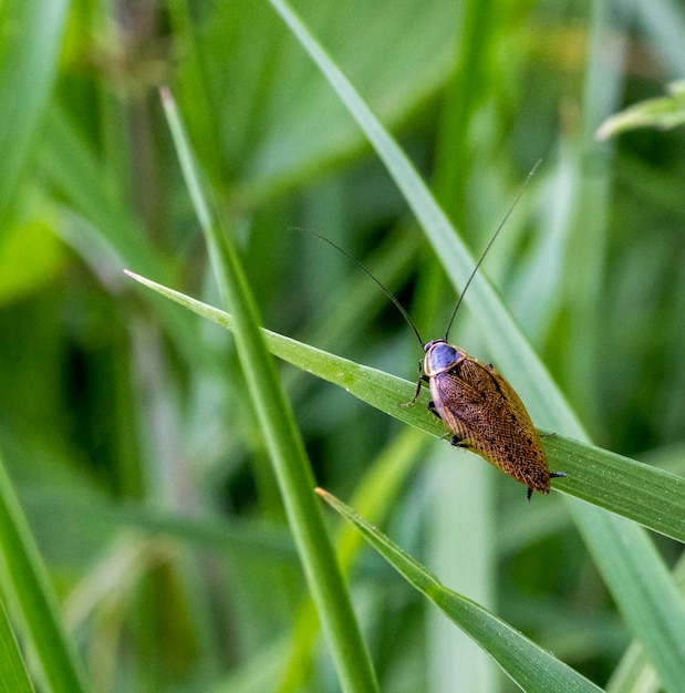 Barata escura