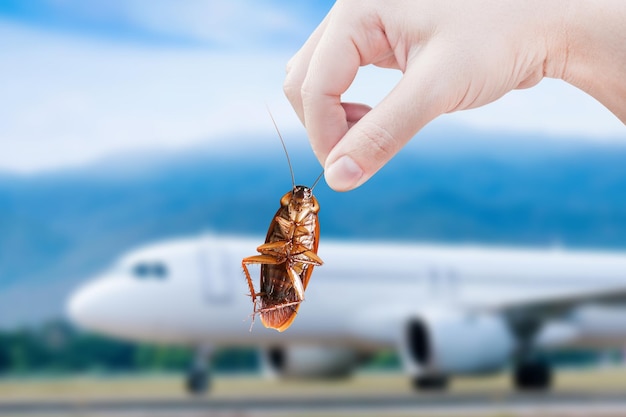 Baratas com distúrbios de fundo do avião foram eliminadas ideia eliminar insetos