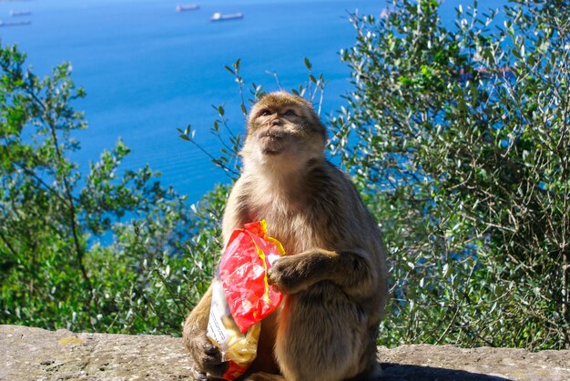 Foto barbaby ape sentado na parede com vista para a área portuária de gibraltar reino unido europa ocidental