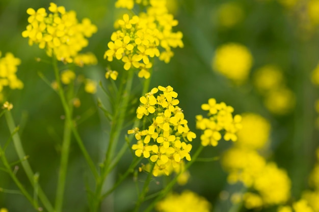 Foto barbarea arcuata ou amargo ou erva barbara ou ferida foguete muitas flores amarelas fundo