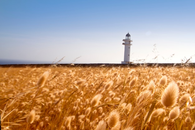 Barbaria cape farol formentera golden meadow