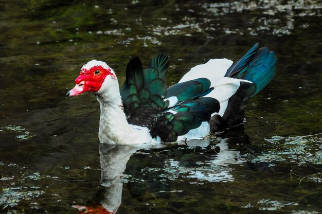 Barbarie-Ente schwimmen