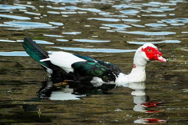 Barbarie-Ente schwimmen