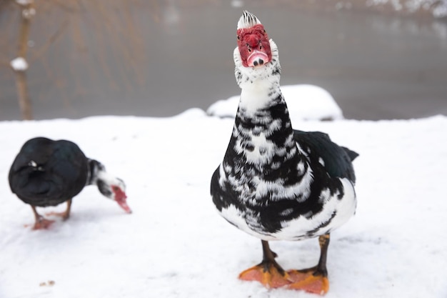 Barbarie-Ente steht