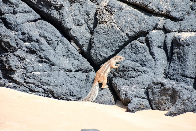 Barbary Ground Squirrel Atlantoxerus Getulus na ilha espanhola de Fuerteventura
