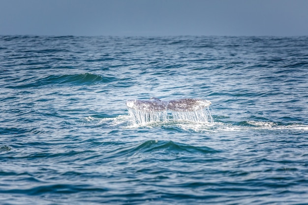 Foto barbatana caudal de uma baleia cinzenta a mergulhar no oceano pacífico