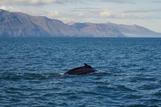 Barbatana de baleia assassina na foto da paisagem do mar