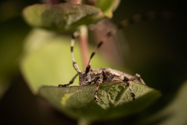 Foto barbenkäfer auf einem blatt aus nächster nähe