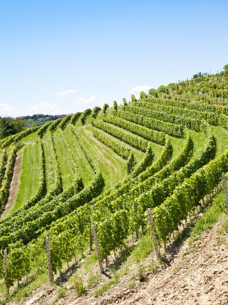 Barbera Weinberg während der Frühlingssaison, Monferrato, Region Piemont, Italien?