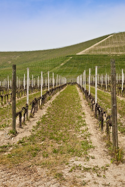 Barbera Weinberg während der Frühlingssaison, Monferrato, Region Piemont, Italien?