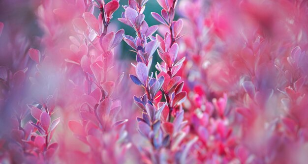 Barberry-Hintergrund ist dekorativ Pink-Rötlich Blätter mit einem Rand entlang der Kante weicher Fokus