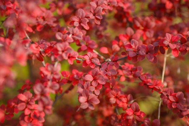 Barberry Thunberg. Ramos de Outono com folhas vermelhas em um fundo desfocado de folhas vermelhas de bérberis. Conceito de natureza para o projeto.