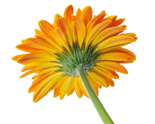 Foto barberton daisy flower, gerbera jamesonii, isoliert auf weißem hintergrund, mit beschneidungspfad