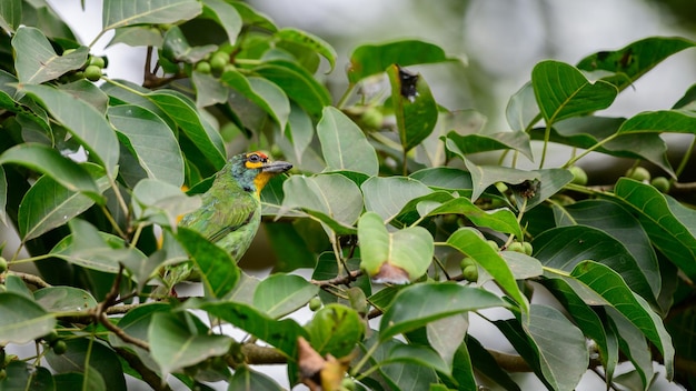 Barbet carmesim Psilopogon rubricapillus pássaro camuflagem perfeita com as folhas da figueira-da-índia