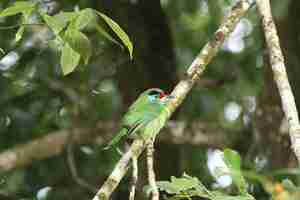 Foto barbet de garganta azul