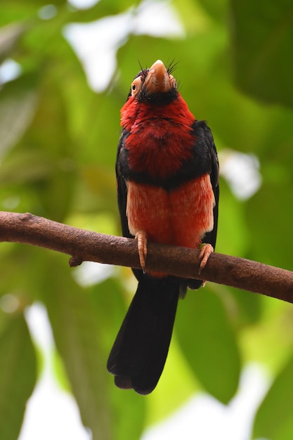 Barbetvogel, der auf einem Baumast mit roten und schwarzen Federn sitzt.