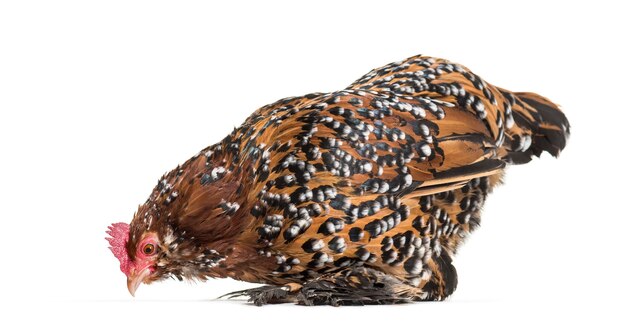 El Barbu d'Uccle o gallina belga d'Uccle, de pie contra el fondo blanco.