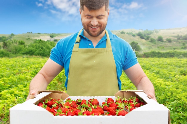 Barbudo hombre de mediana edad de pie en un campo de fresas con una caja de fresas frescas