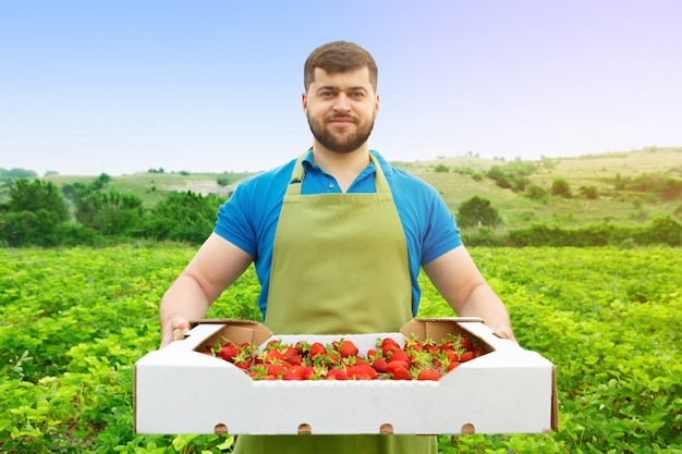 Barbudo hombre de mediana edad de pie en un campo de fresas con una caja de fresas frescas