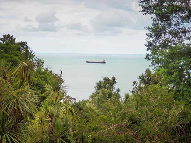 Barcaça no mar Vista do mar entre as árvores Navio mercante no Mar Negro