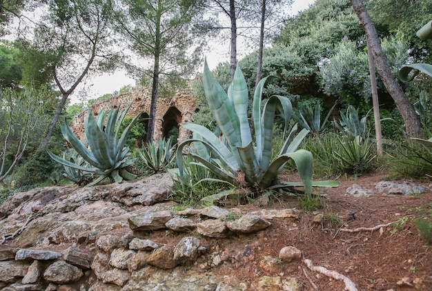 BARCELONA ESPANHA 15 DE OUTUBRO DE 2018 Parque Guell em Barcelona Paredes de pedra e palmeiras Cactos enormes Bela arquitetura