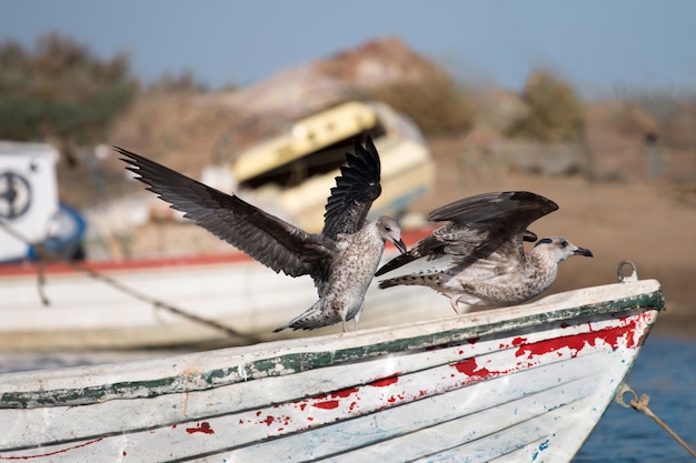 Barco ancorado com gaivotas.