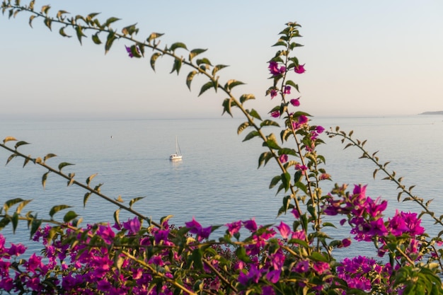 barco ao pôr do sol no verão com flores