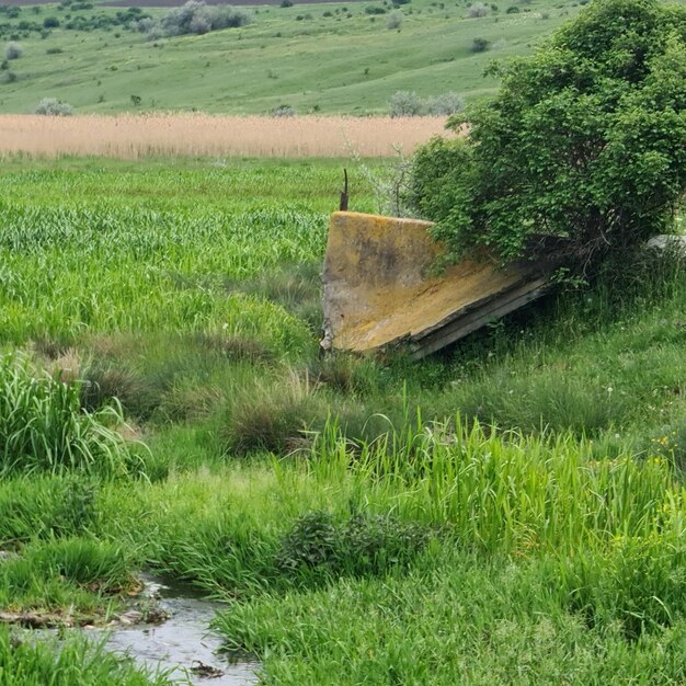 Un barco en un campo con un árbol al fondo.