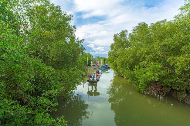 Barco de pesca ancorado na floresta de mangue