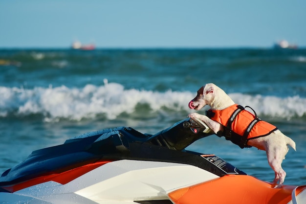 Barco mar agua oceano azul esporte Diversão velocidade Jetski verão praia Barcos caiaque viagem pesca lago esqui jato Embarcação férias Onda rápida Lancha rio céu