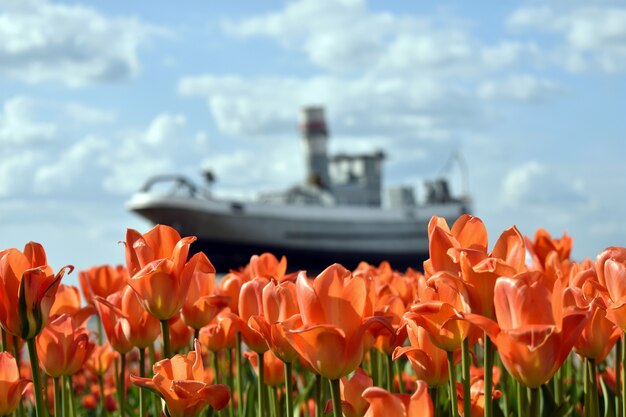 Barco militar con el telón de fondo del campo de tulipanes