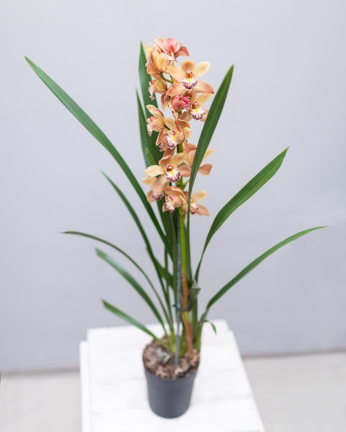 Barco de orquídeas, cymbidium en la olla