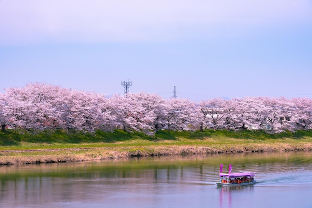 Barco turístico de flor de cerezo con el monte Zao cubierto de nieve en el fondo a lo largo de la orilla del río Shiroishi