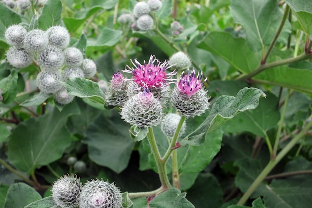 Bardana da planta medicinal. Bardana florescendo grande