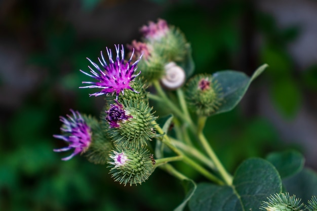 Bardana mayor o flores de bardana comestibles (Arctium lappa)