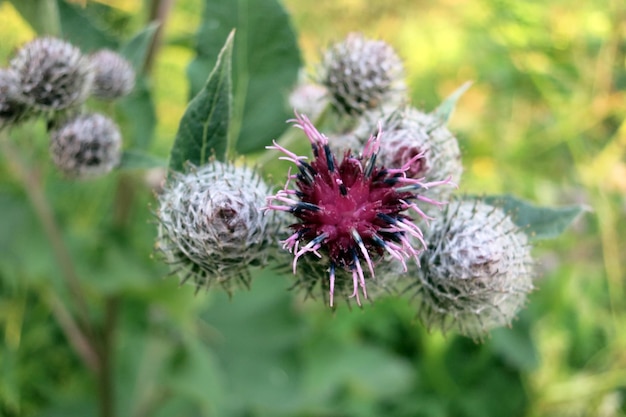 Bardana planta medicinal. Bardana floreciente grande