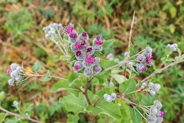 Bardana de plantas medicinales en flor. Arctium lappa comúnmente llamado bardana mayor.