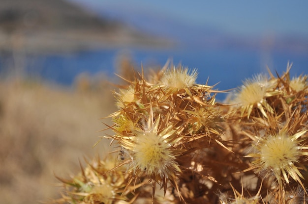 Bardana seca en la orilla del mar