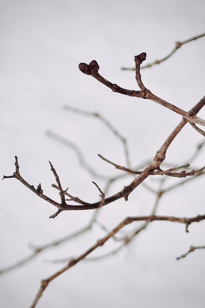 Foto bare zweige im winter