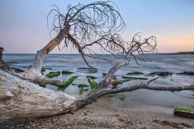 Foto barer baum am meer gegen den himmel