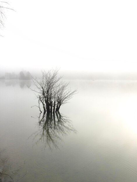 Foto barer baum am see gegen den himmel