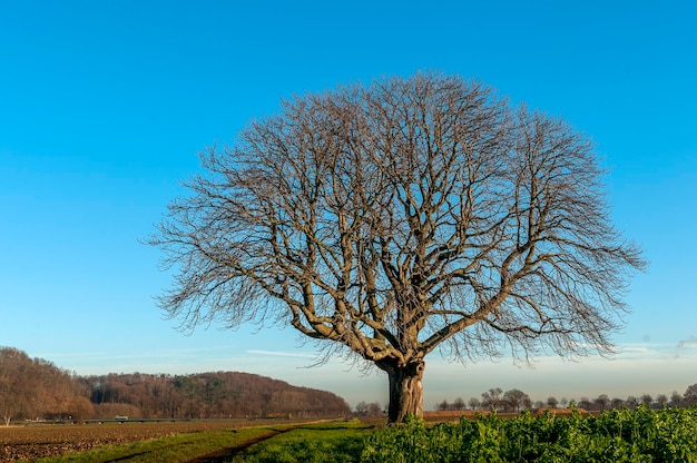 Barer Baum auf dem Feld vor klarem Himmel