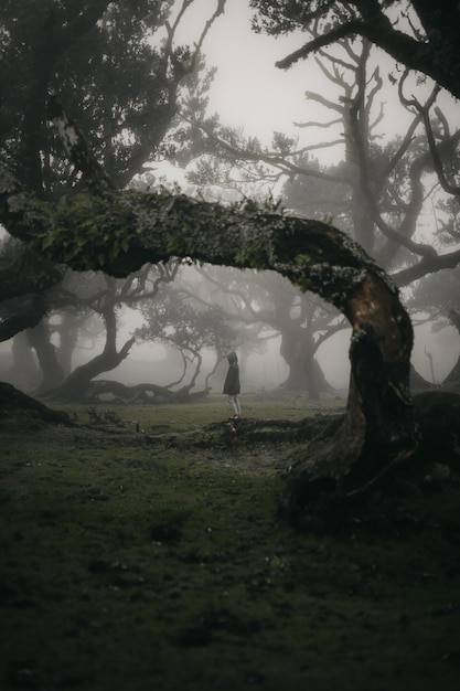 Barer Baum auf dem Feld