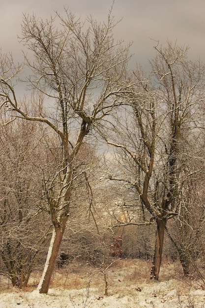 Barer Baum auf dem Feld