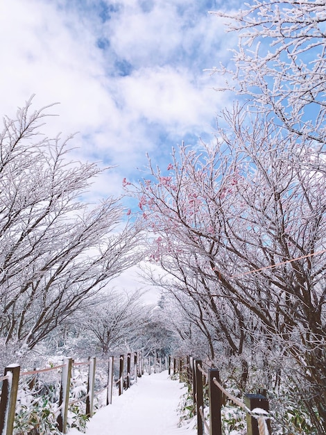 Foto barer baum auf einer schneebedeckten landschaft