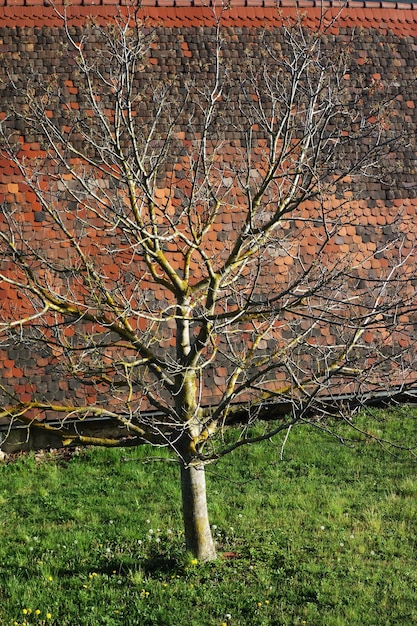 Foto barer baum im wald